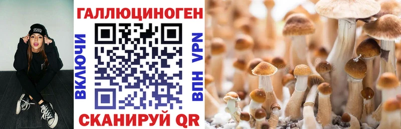 Псилоцибиновые грибы мицелий  Волгодонск 